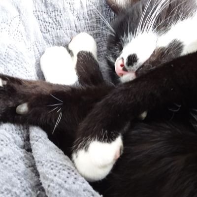 🇨🇵 NOUGAT 😻 RECONQUÊTE ! 30