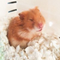 JesheThe Hamster