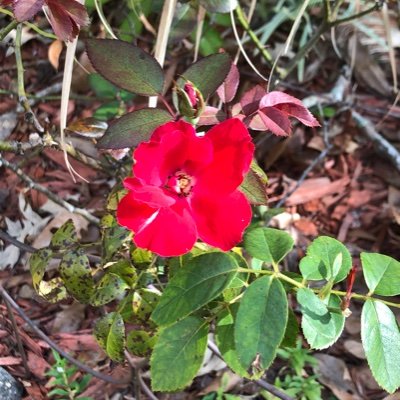 Dominique The Writer