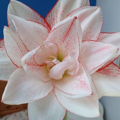 LadyD🕊️#NHS🥀 #FreePalestine