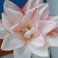 LadyD🕊️#NHS🥀 #FreePalestine