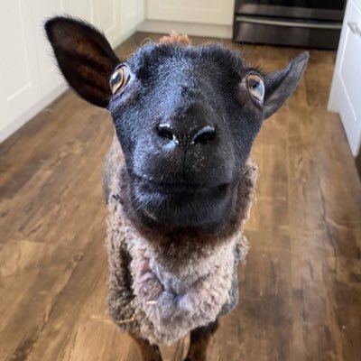 Black Sheep 🇨🇦🇺🇦