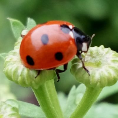 tournesol🐢🐞🌻🇵🇸