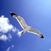 Αιγαιόγλαρος