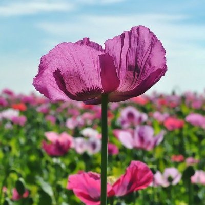 Nereida Zell 🇨🇺