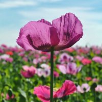 Nereida Zell 🇨🇺