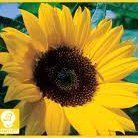 Miyo Burnett 🟧🟦