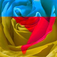 Tim van der Leeuw 🇺🇦