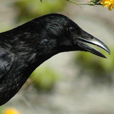 Corvus Corax