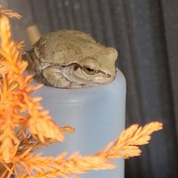 つるかめ 羽化 大阪名古屋東京