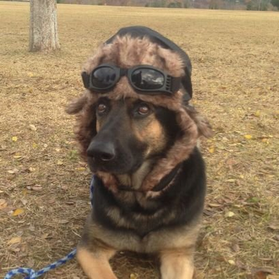 たぬき@堕落キャンパー