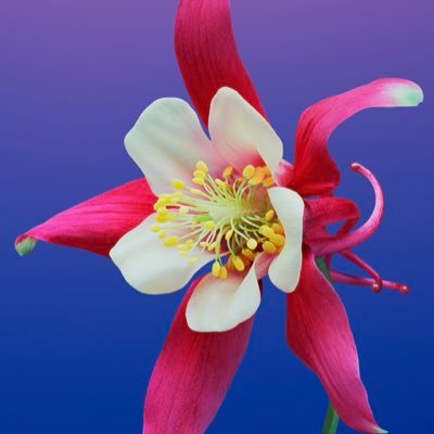 はるはる【ぴょーぴょー】【フランスパン男爵】🥖