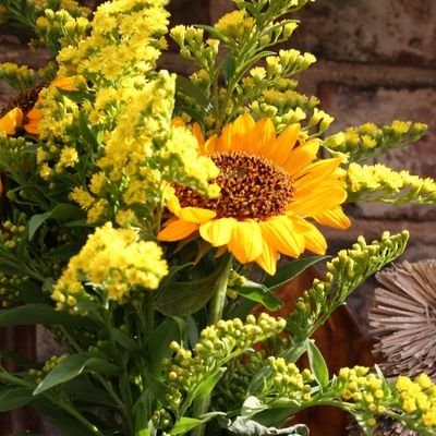 Arcticfox ππππ¦π¦π¦π¦