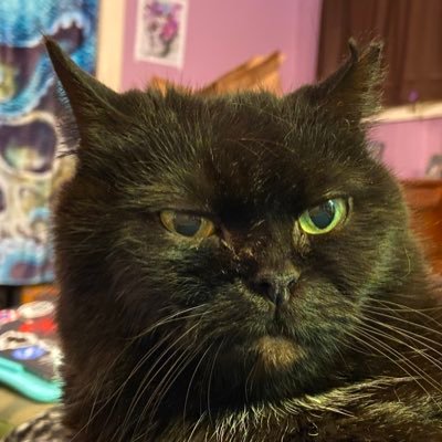 Polychromatic Swarm ๐ณ๏ธโโง๏ธ๐ณ๏ธโ๐๐ฆ(they/them)