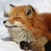 𝐖𝐚𝐭𝐚𝐌𝐢 𝐭𝐡𝐞 𝐅𝐨𝐱