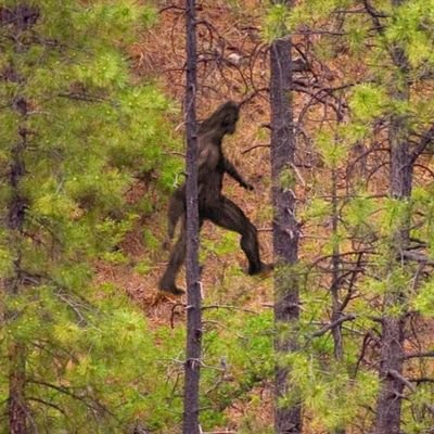 A Sighting 🇺🇸1️⃣st