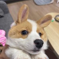 ‎ 𝐩𝐚𝐧𝐧🐾🧩