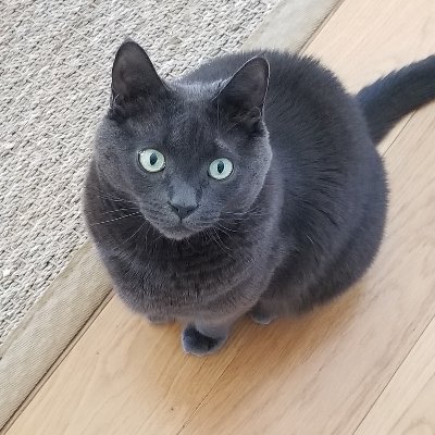 Brooklyn girl in NC🐎🐕🐐🐇🐧