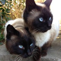 ちばっちょ【ち畳工房&猫ねこパラダイス】