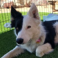 DesertGirod 🐕🐾