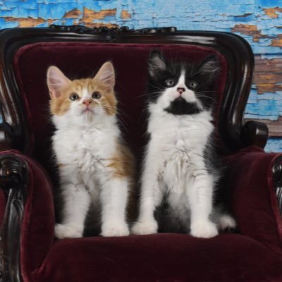 DonnaG 🇦🇺🇦🇺🦁❤️💙💛