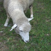 もこもこひつじ