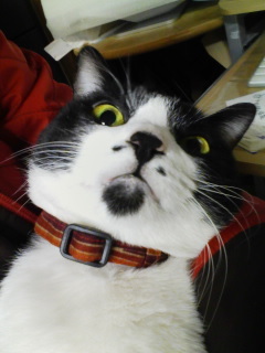 さとうみよcut_art