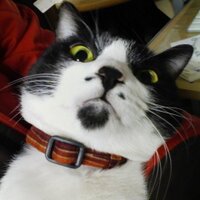 さとうみよcut_art