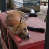 🦋hinata@狐飼いたい⚖️👑🍹🎃💀❇️🍃💭🫐🍀︎❤️‍🩹