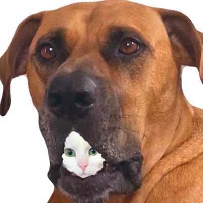 ジョーは犬&猫と共に古民家で暮らしている