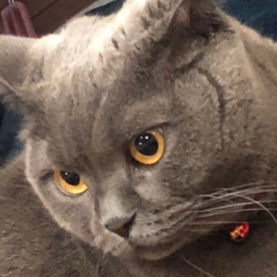 真夜中のチャンピオン　ちゅとむ