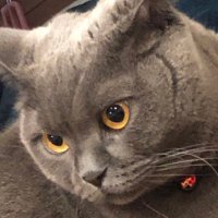 真夜中のチャンピオン　ちゅとむ