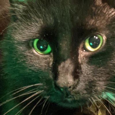 SillyKitty 🍀☘️🍀☘️