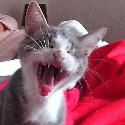 Mephisto5273 ✊🌻🕊🇵🇸