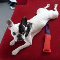 Rugal-B 🐶 🇫🇷