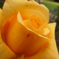 Moley 🇺🇬 🇬🇧