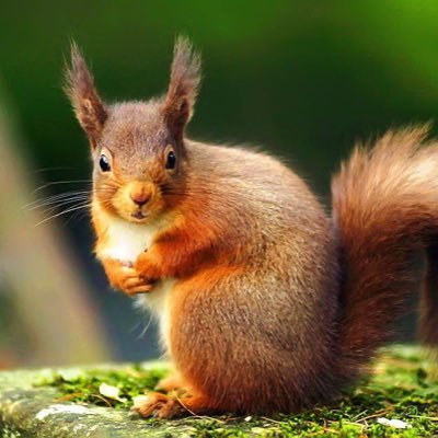 Rufus McNutt 🏴󠁧󠁢󠁳󠁣󠁴󠁿 🇮🇪 🇩🇰 #FBPE #FBPR