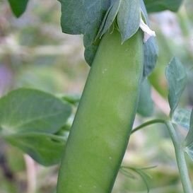 坪田博美＠飛ばない存在感の薄い在庫処分品殲滅隊長（非売品＆見習い期間中）火星には辿り着けるはず🍥