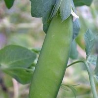 坪田博美＠飛ばない存在感の薄い在庫処分品殲滅隊長（非売品＆見習い期間中）火星には辿り着けるはず🍥