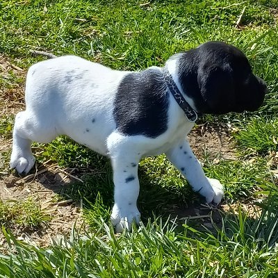 randy@flyingrkennel.com