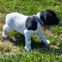 randy@flyingrkennel.com