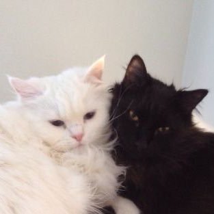 ૮ ˶ᵔ ᵕ ᵔ˶ ა