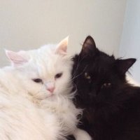 ૮ ˶ᵔ ᵕ ᵔ˶ ა