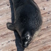 えいえいるー＠はざさん