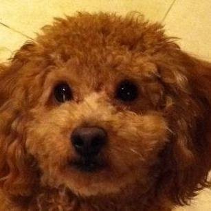 なんだか、〜トイの毎日の日記帳〜(生態キメラ合成研究🐩@人間着ぐるみを着た犬🧸）ごくまれに配達