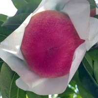 なかやぶ桃果園