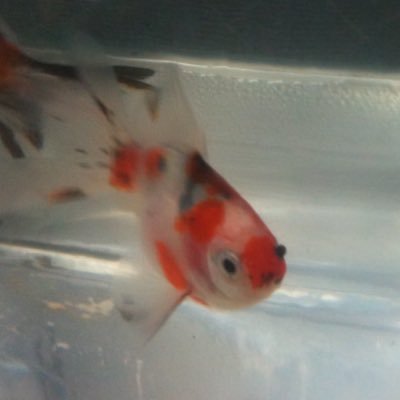 天野水樹@ノクタ民エンジョイ勢