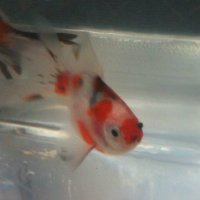 天野水樹@ノクタ民エンジョイ勢