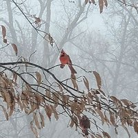 Tinfoildrplorableneanderthalultramaga