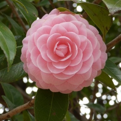 フラワーガーデン🌷